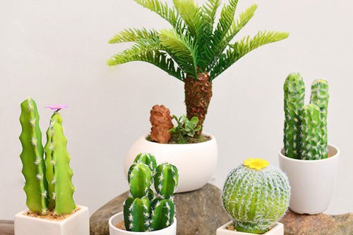 Vì sao không nên đặt chậu cây xương rồng trong nhà hay trên bàn làm việc?
