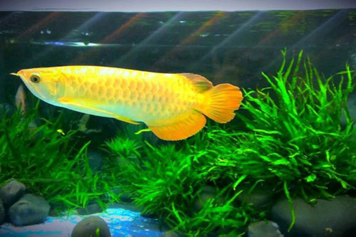 4 loài cá phong thủy có thể giúp gia chủ đang nghèo hóa giàu, chỉ việc "ngồi rung đùi" mà hưởng