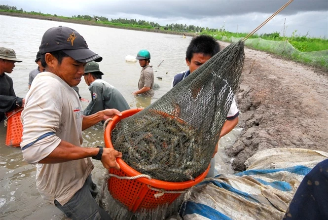 Để giảm mức độ rủi ro, hiện nhiều nông dân đã chủ động thu hoạch khi tôm vừa đạt kích cỡ thương phẩm. 