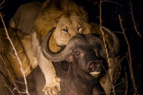 Trâu rừng chết thảm trước nanh vuốt của 3 con sư tử đực