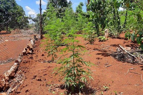 Đắk Lắk: Người đàn ông trồng hơn 1.000 cây cần sa trong rẫy vắng