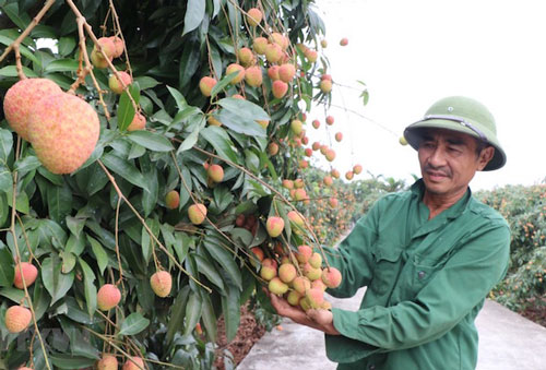 Gấp rút chuẩn bị để xuất khẩu lô vải thiều đầu tiên vào Nhật Bản