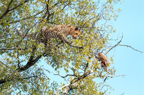 Gặp kẻ săn mồi đáng sợ, nhưng khỉ con vẫn may mắn giữ được tính mạng 