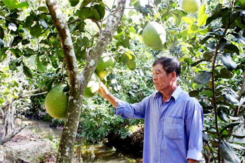 Tiền Giang: Nuôi kiến vàng bảo vệ vườn bưởi 'vàng'