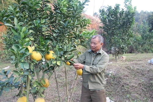 Ông Quang đang chăm sóc những cây bưởi chuẩn bị xuất bán