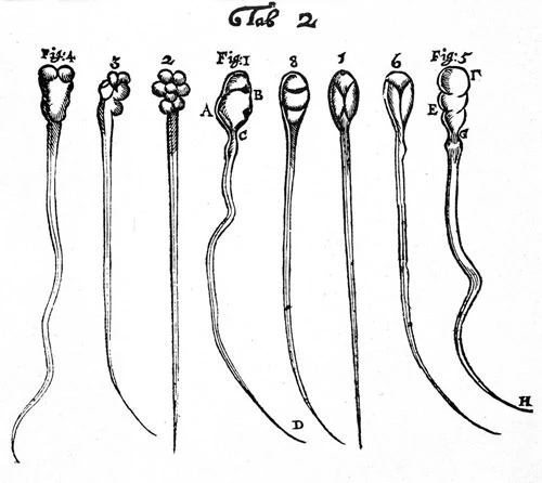 Leeuwenhoek ghi lại những hình ảnh đầu tiên khi quan sát về tinh trùng của thỏ (số 1-4) và chó (số 5-8). Ảnh: Wikimedia.