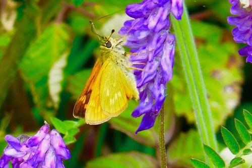 "Vai trò bí mật" của bướm đêm