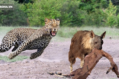 Bảo vệ con, báo mẹ tung 'chiêu hiểm' khiến linh cẩu nâu cũng khiếp sợ