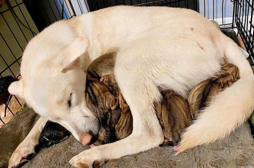 Những bức ảnh chứng minh động vật cũng có cảm xúc như con người