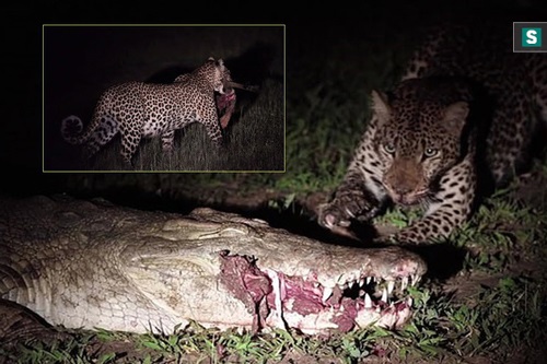 Lợi dụng đêm tối, báo trộm thức ăn ngay trong miệng cá sấu và điều bất ngờ sau đó