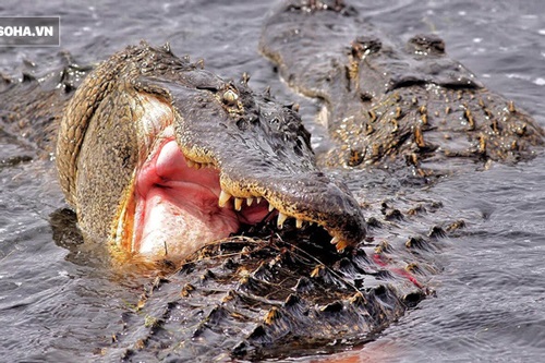 Cá sấu đánh nhau để giành địa bàn, kẻ thất bại mất cả mạng sống