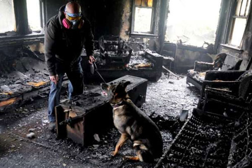 Chó có thể đánh hơi được mùi xăng dù chỉ có một lượng siêu nhỏ