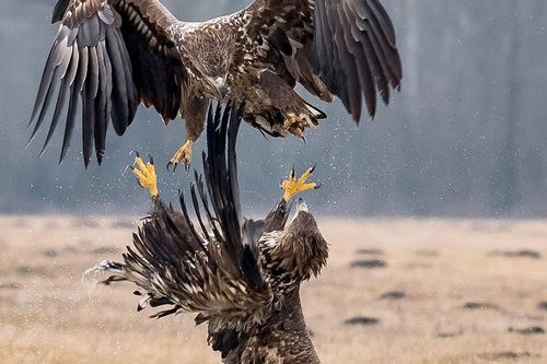 Đại bàng 'tung cước' quyết chiến đồng loại để giành ngôi 'bá chủ'