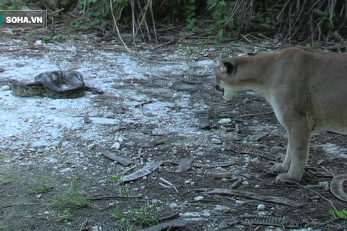 Báo sư tử đụng độ trăn Miến Điện và cái kết không khỏi bất ngờ