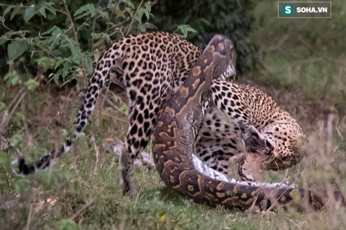 Đang nằm thư giãn trên cây cao, trăn bị báo tấn công bất ngờ rồi ăn thịt