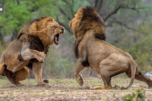 "Vị vua già" bị sư tử trẻ khiêu chiến: Cuộc đấu đẫm máu quyết định "ngai vàng"