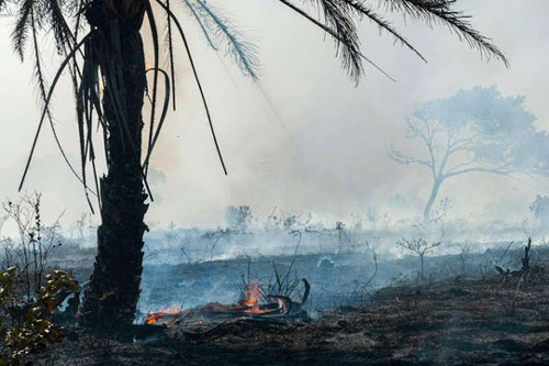 Thảm cảnh của rừng Amazon giữa đại dịch Covid-19