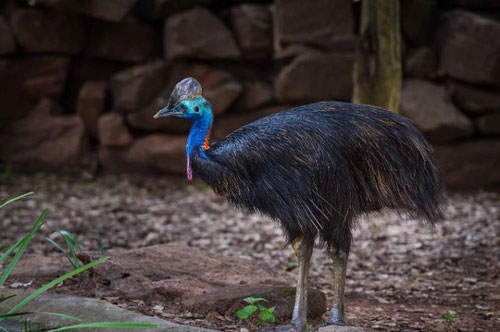 Tiết lộ về bộ lông đặc biệt của loài chim nguy hiểm nhất thế giới