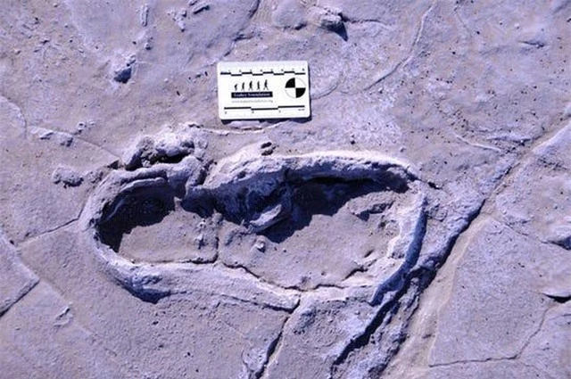 Phát hiện hàng trăm dấu chân hóa thạch cực hiếm của người cổ đại ở châu Phi - 2