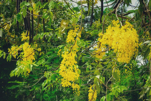 Ngắm muồng hoàng yến nở rộ dưới nắng hè