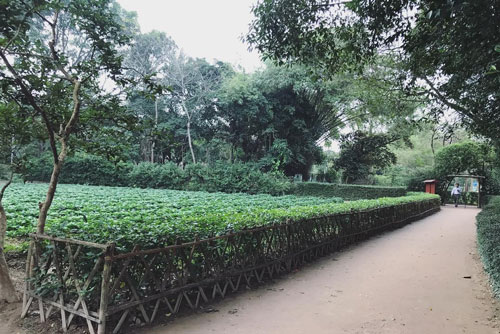 Tháng 5, về thăm làng sen quê Bác ngan ngát hương thơm