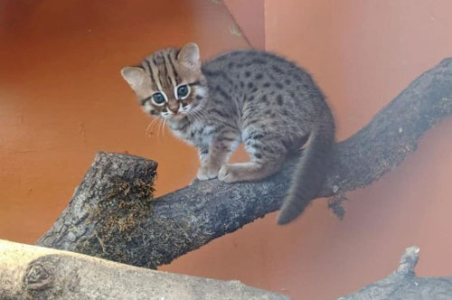 Cặp mèo con nhỏ nhất và hiếm nhất thế giới chào đời tại Anh