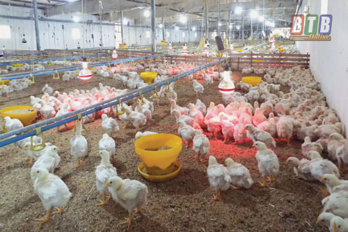 Thái Bình: Làm giàu từ mô hình chăn nuôi an toàn sinh học