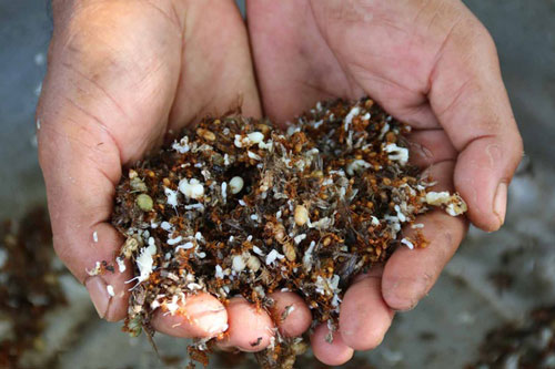 Những đặc sản muối chấm ngon "rụng rời" tại Việt Nam, đốn tim biết bao tín đồ ẩm thực