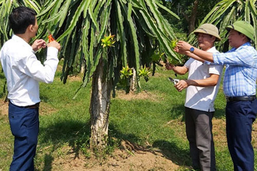 Hòa Bình: Người nông dân làm giàu từ mô hình VAC