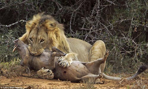 Cuộc hỗn chiến giữa lợn lòi và sư tử