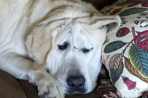 Hành trình đi tìm mái ấm của chú chó có khuôn mặt xấu xí nhất thế giới