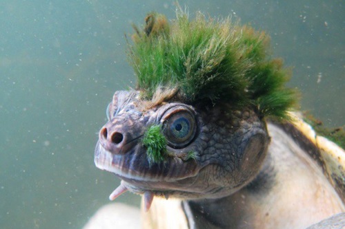 Sự thật đau lòng về chú "rùa tóc xanh"