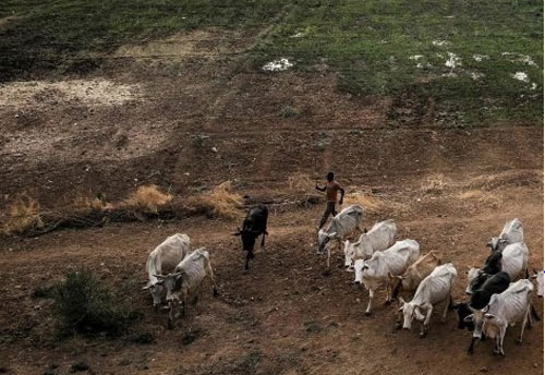 Con người phải giảm ăn thịt để cứu Trái Đất và chính mình