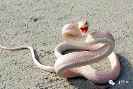 Vẻ đẹp kì lạ của động vật mắc bệnh bạch tạng