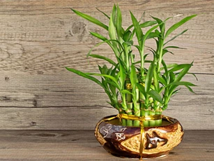 Tác dụng phong thủy của cây phát tài: Vợ chồng hòa thuận, làm ăn phát đạt
