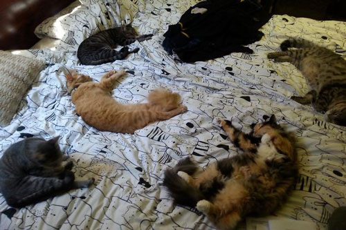 Tình huống "dở khóc dở cười" khi bị chó, mèo cưng chiếm chỗ trên giường ngủ