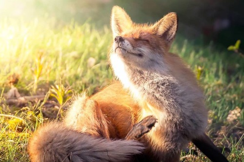 Chùm ảnh: Những chú cáo đẹp mê hồn như bước ra từ cổ tích