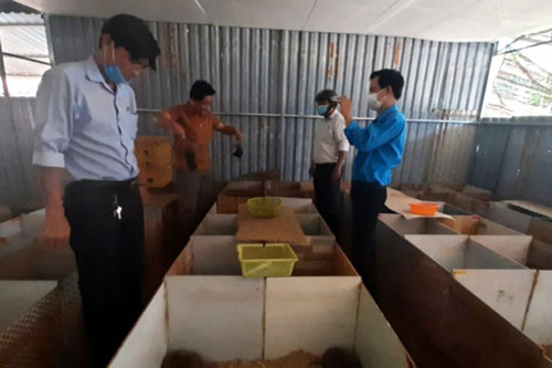 Tây Ninh: Làm giàu từ nuôi loài vật “ăn tre đẻ ra tiền”