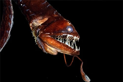 Chùm ảnh những thủy quái phát sáng đáng sợ nhất đại dương - 5