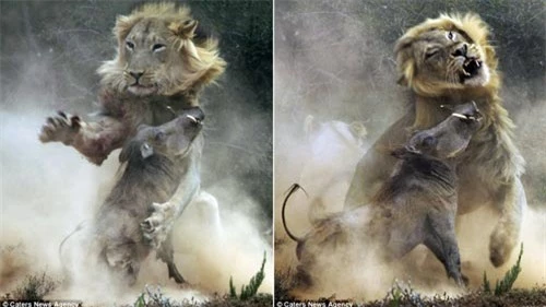 Cuộc hỗn chiến giữa lợn lòi và sư tử qua ảnh - 4