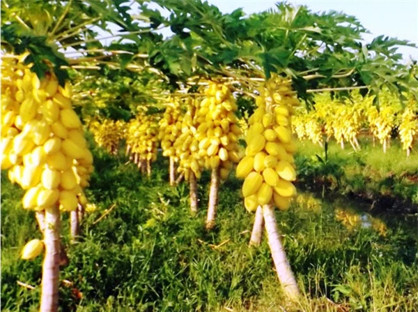 Mãn nhãn những loại cây &#34;mắn&#34; nhất thế giới, có cây cho hàng chục nghìn quả - 16