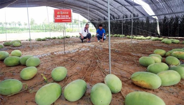 Mãn nhãn những loại cây &#34;mắn&#34; nhất thế giới, có cây cho hàng chục nghìn quả - 4