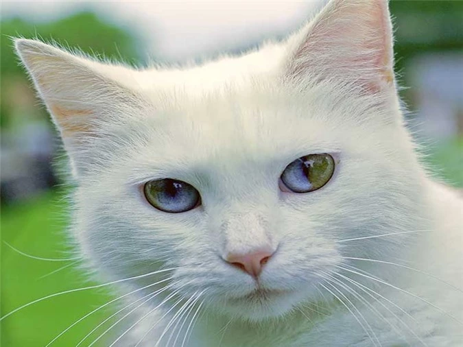 Tìm hiểu về căn bệnh kỳ lạ khiến động vật có hai màu mắt - 1