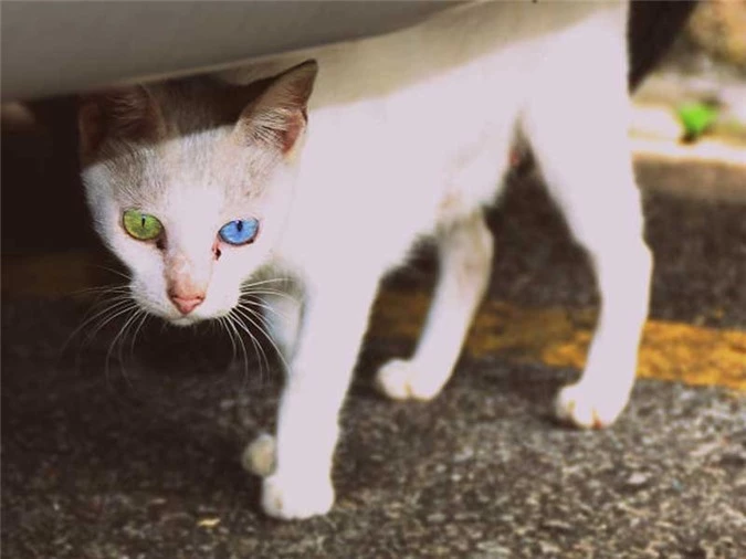 Tìm hiểu về căn bệnh kỳ lạ khiến động vật có hai màu mắt - 13