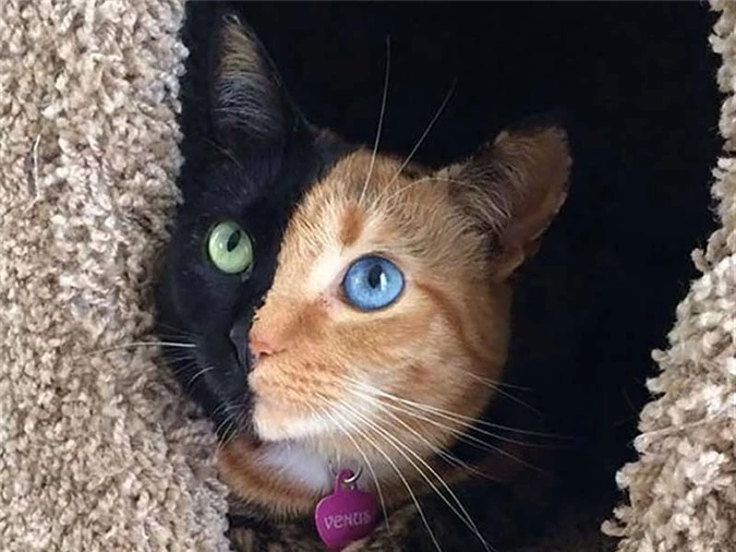 Tìm hiểu về căn bệnh kỳ lạ khiến động vật có hai màu mắt - 2