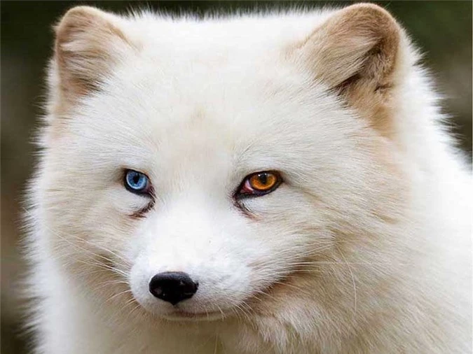Tìm hiểu về căn bệnh kỳ lạ khiến động vật có hai màu mắt - 3