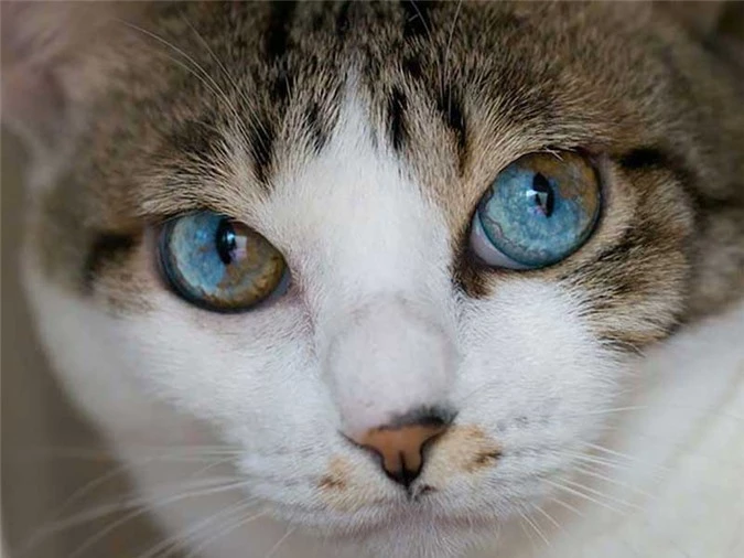 Tìm hiểu về căn bệnh kỳ lạ khiến động vật có hai màu mắt - 6