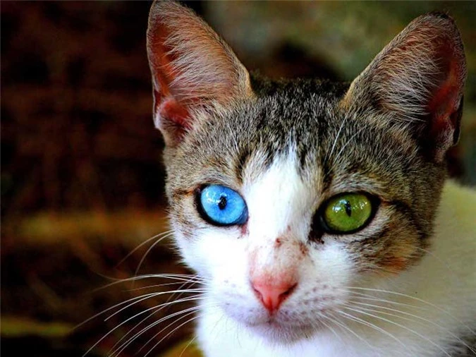 Tìm hiểu về căn bệnh kỳ lạ khiến động vật có hai màu mắt - 8