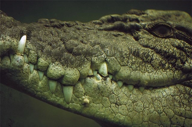 Top 5 điều kỳ thú về cá sấu nước mặn - loài bò sát đáng sợ nhất Trái Đất hiện tại, điều cuối sẽ khiến bạn rùng mình đấy - Ảnh 1.