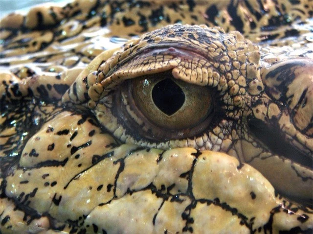Top 5 điều kỳ thú về cá sấu nước mặn - loài bò sát đáng sợ nhất Trái Đất hiện tại, điều cuối sẽ khiến bạn rùng mình đấy - Ảnh 2.